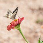 butterfly, flower, pollinate-4392802.jpg