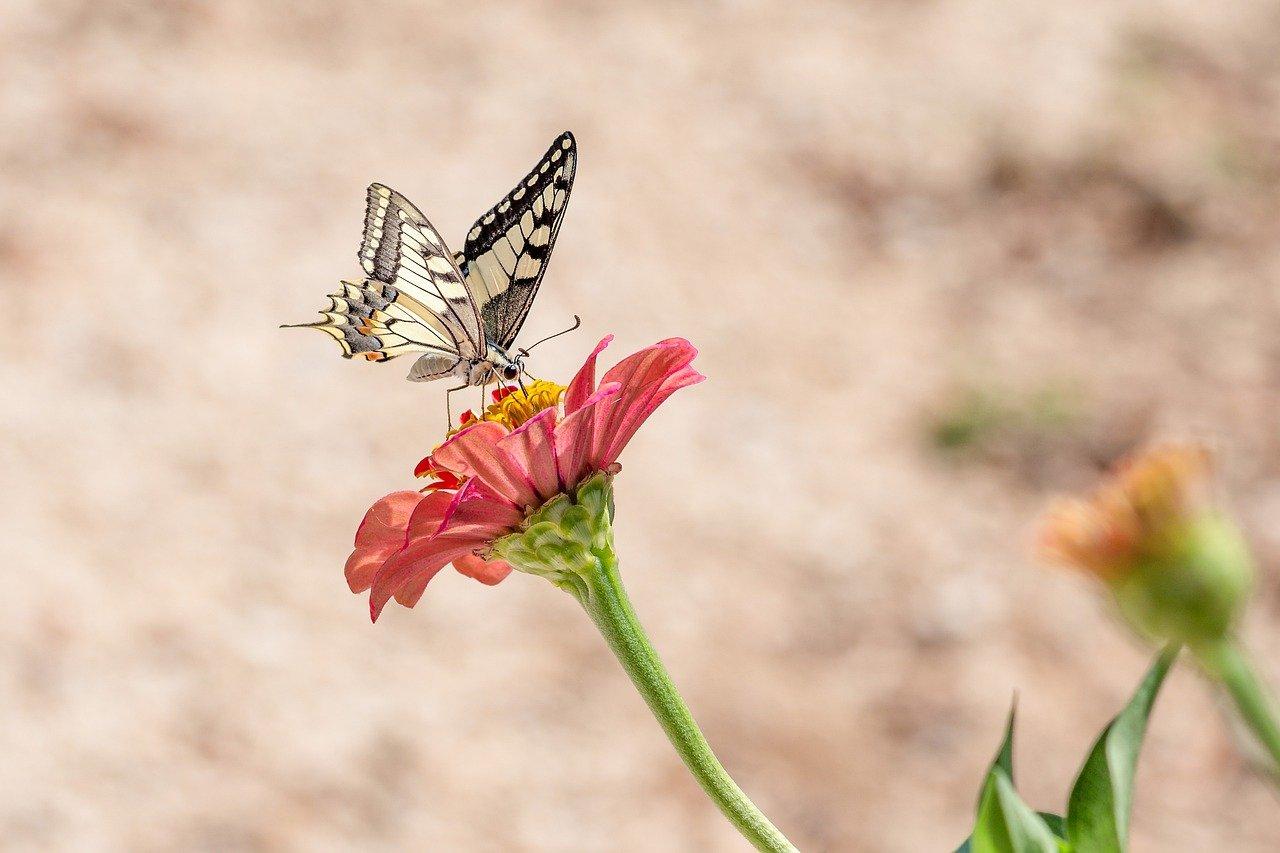 butterfly, flower, pollinate-4392802.jpg